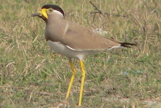 Yellow-wattled lapwing Yellowwattled Lapwing BirdForum Opus