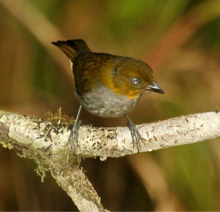 Yellow-whiskered bush tanager