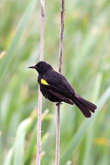 Yellow-winged blackbird httpsuploadwikimediaorgwikipediacommonsthu