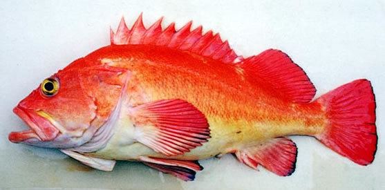 Yelloweye rockfish wdfwwagovfishingbottomfishidentificationgrap