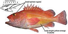 Yelloweye rockfish Yelloweye rockfish Wikipedia