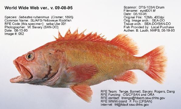 Yelloweye rockfish Regulatory Fish Encyclopedia RFE RFE Page 1 for iSebastes