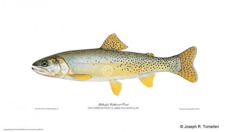 Yellowfin cutthroat trout wwwamericanfishescomshop332thickboxdefaulty