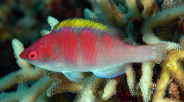 Yellowfin fairy-wrasse Yellowfin Fairy Wrasse Information and Picture Sea Animals