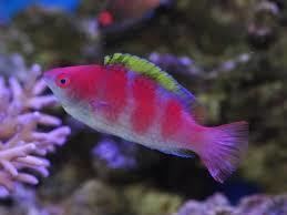 Yellowfin fairy-wrasse Reef Safe Saltwater Fish Saltwater Reef Safe Wrasses for Sale Online