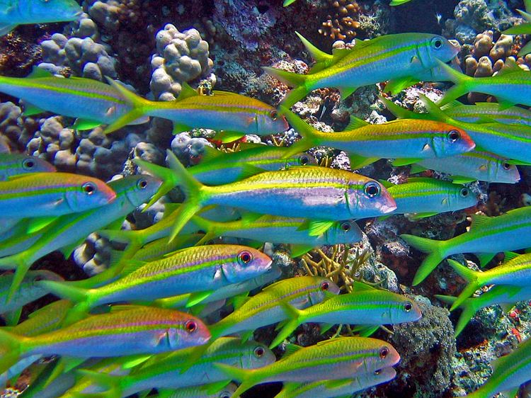 Yellowfin goatfish Yellowfin goatfish Wikipedia