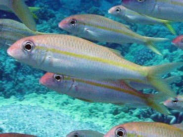Yellowfin goatfish on Oahu