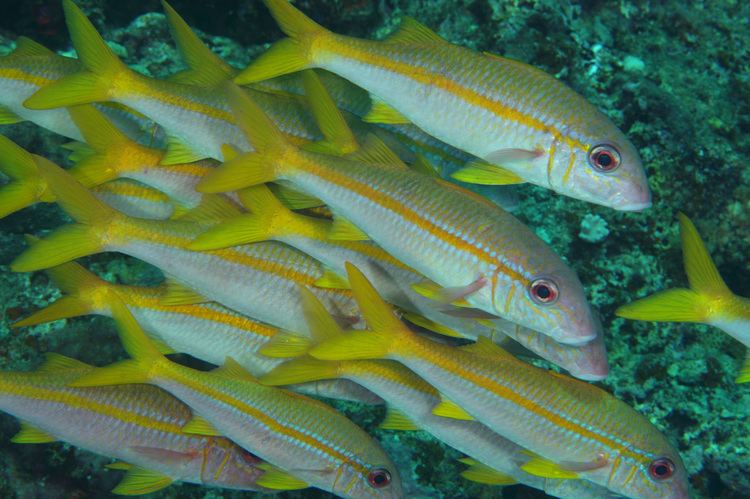Yellowfin goatfish fishesofaustralianetauImagesImageMulloidichVa
