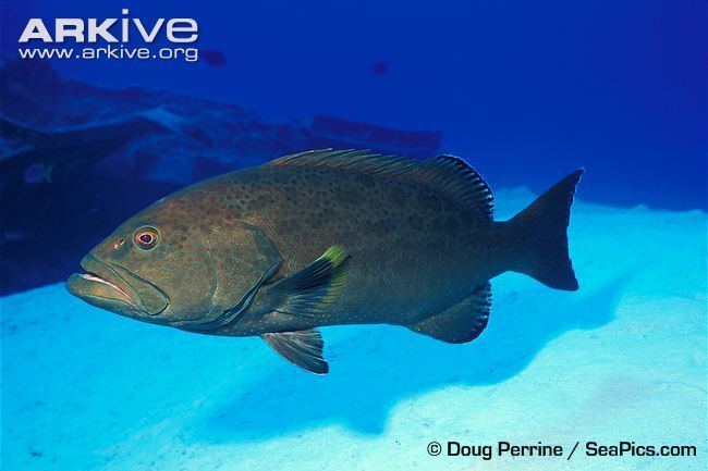 Yellowfin grouper Yellowfin grouper photo Mycteroperca venenosa G65993 ARKive