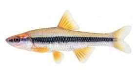 Yellowfin shiner Yellowfin shiner male Notropis lutipinnis American Fishes