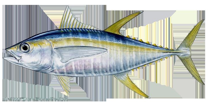 Yellowfin tuna tunayellowfinpng