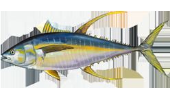 Yellowfin tuna Yellowfin tuna Wikipedia