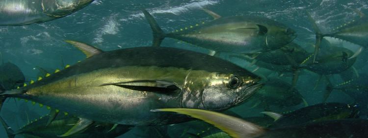 Yellowfin tuna Yellowfin Tuna Species WWF