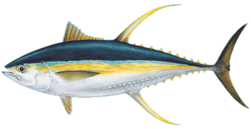 Yellowfin tuna Yellowfin Tuna Ahi HawaiiSeafoodorg