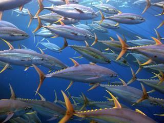 Yellowfin tuna httpsc402277sslcf1rackcdncomphotos4074im