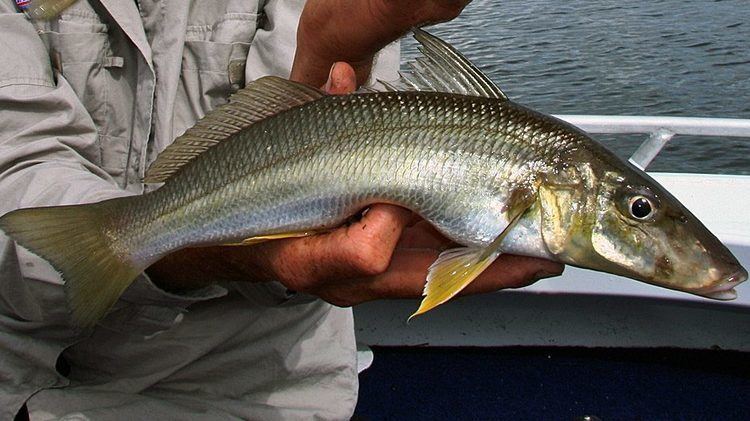 Yellowfin whiting Whiting Yellow fin FishOn