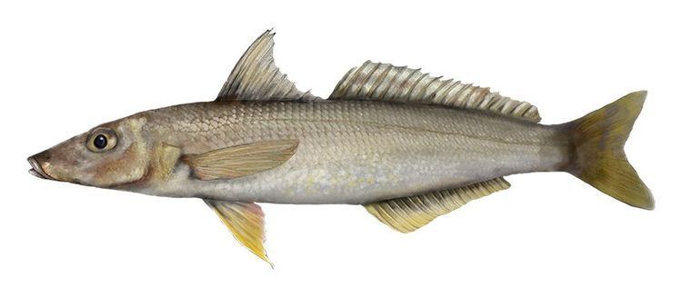 Yellowfin whiting Yellowfin Whiting PIRSA