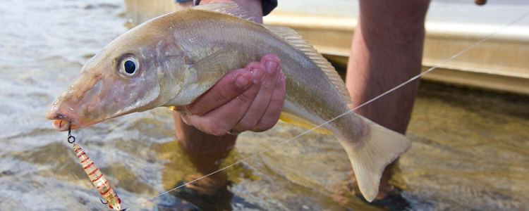 Yellowfin whiting Yellowfin Whiting ilovefishing