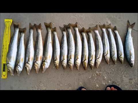 Yellowfin whiting httpsiytimgcomvi1rCKPmBgeYhqdefaultjpg