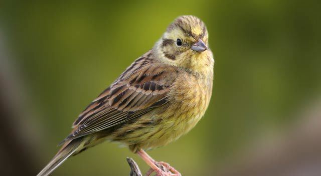 Yellowhammer Yellow Hammer Facts and this Bird Pictures