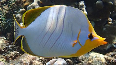 Yellowhead butterflyfish Aquaworld Aquarium Article Maldives Athuruga and Mirihi