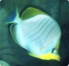 Yellowhead butterflyfish Yellow Head Butterflyfish Chaetodon xanthocephalus
