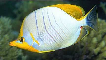 Yellowhead butterflyfish Butterflyfish