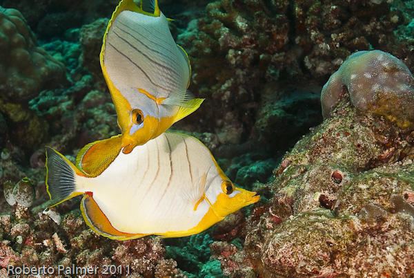 Yellowhead butterflyfish Borboleta Yellowhead Butterflyfish Chaetodon xanthocephalus