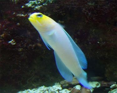 Yellowhead jawfish wwwaquariumdomaincomadSocialPFBasefilepicp