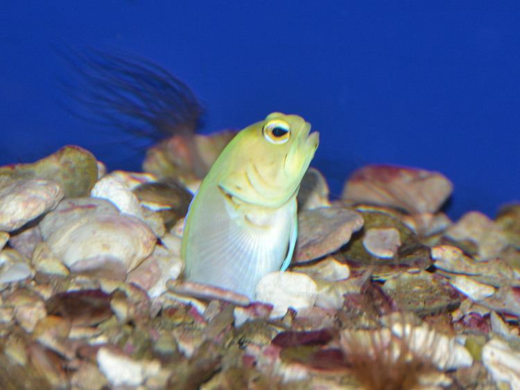 Yellowhead jawfish The Online Zoo Yellowhead Jawfish