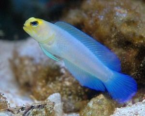 Yellowhead jawfish Fish of the Month 92014 Aquatic Creations Group Inc