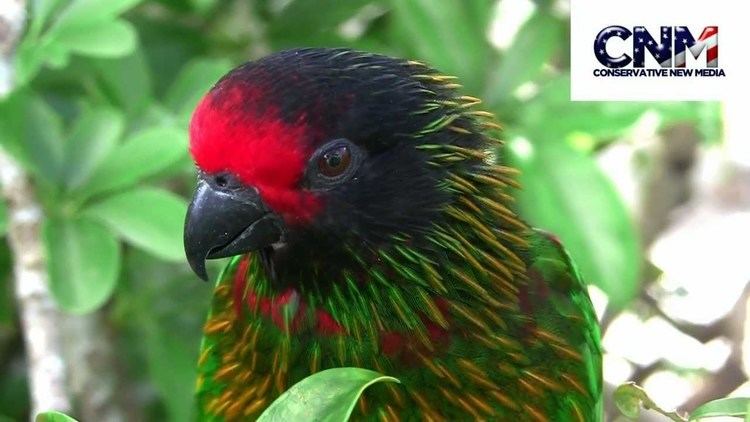 Yellowish-streaked lory Awesome Yellow Streaked Lory Singing in 1080P HD with Great Close