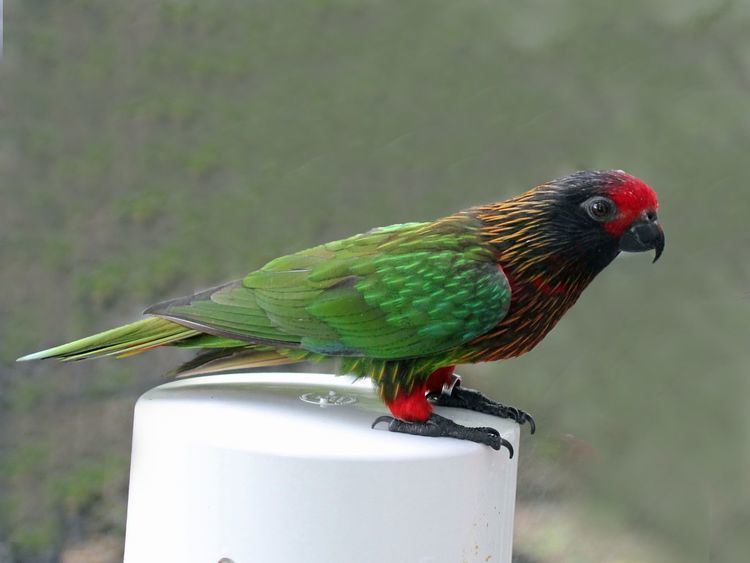 Yellowish-streaked lory 78 Best images about Yellowishstreaked Lory on Pinterest Summer