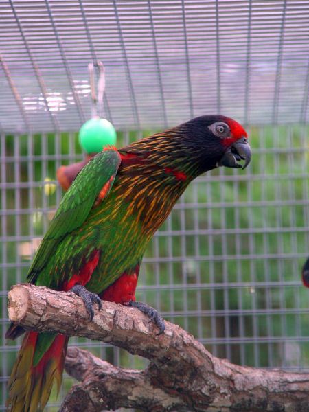 Yellowish-streaked lory Loriinae Exotics Yellowstreaked Lory