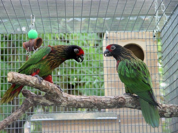 Yellowish-streaked lory Loriinae Exotics Yellowstreaked Lory