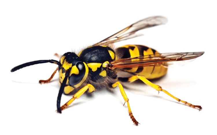 Yellowjacket Yellow Jackets Color Is a Warning Signal Stay Away Brody