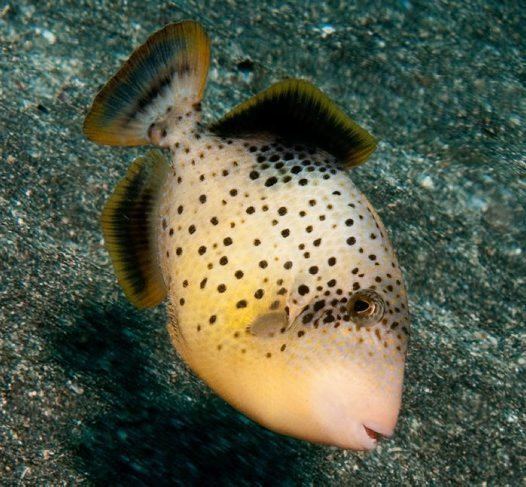 Yellowmargin triggerfish httpsaustralianmuseumnetauUploadsImages138