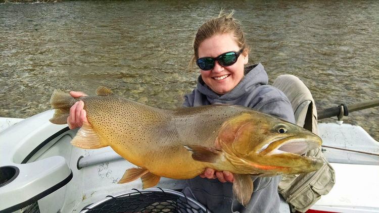 Yellowstone cutthroat trout Angler Lands PossibleRecord Yellowstone Cutthroat Trout Field