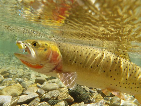 Yellowstone cutthroat trout Lake Yellowstone Promising News for Native Trout Recovery Cool
