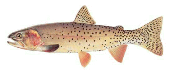 Yellowstone cutthroat trout wwwfisheriessocietyorgAFSmontanaSSCpagesYello