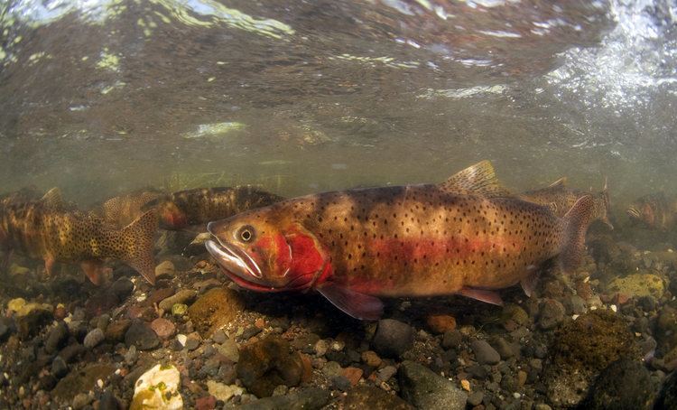 Yellowstone cutthroat trout Plan to Restore Yellowstone Cutthroat Trout to Soda Butte Creek