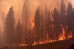 Yellowstone fires of 1988 Yellowstone fires of 1988 Wikipedia