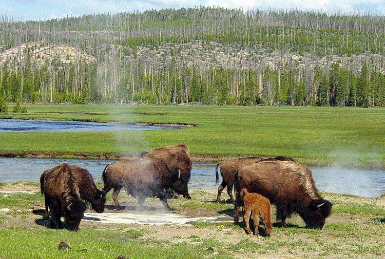 Yellowstone Park bison herd