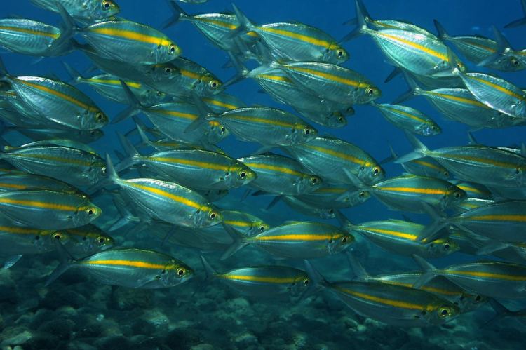 Yellowstripe scad Selaroides leptolepis