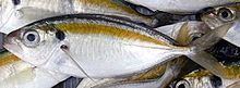 Yellowstripe scad Yellowstripe scad Wikipedia