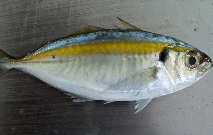 Yellowstripe scad Yellow Stripe Trevally Product