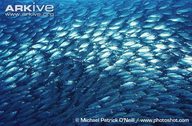 Yellowstripe scad Yellowstripe scad videos photos and facts Selaroides leptolepis