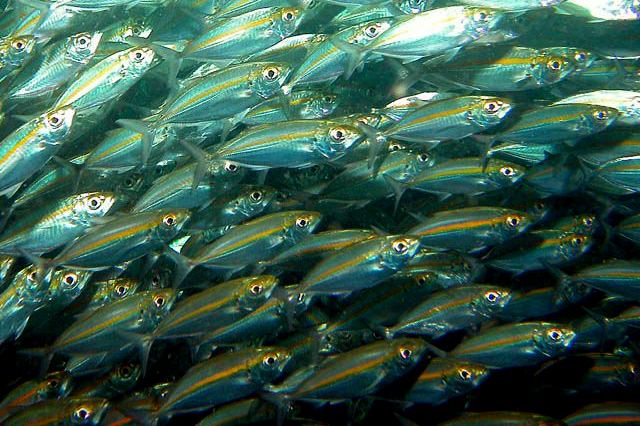 Yellowstripe scad Selaroides leptolepis