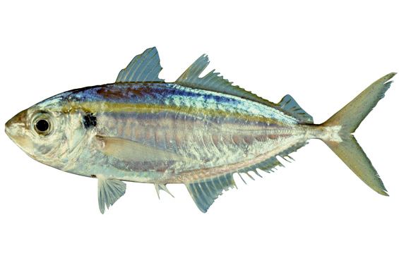 Yellowstripe scad fishesofaustralianetauImagesImageSelaroidesLe