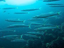 Yellowtail barracuda httpsuploadwikimediaorgwikipediacommonsthu